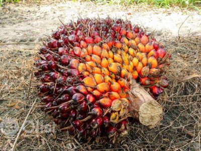 Palm fruit (Banga) 1 Derica Cup