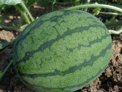 Watermelon - Large